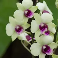 Dendrobium Jade Junior