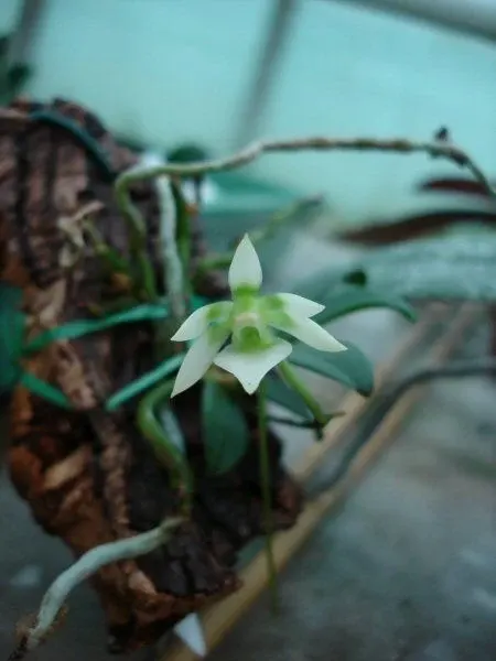 Neobathiea filicornu