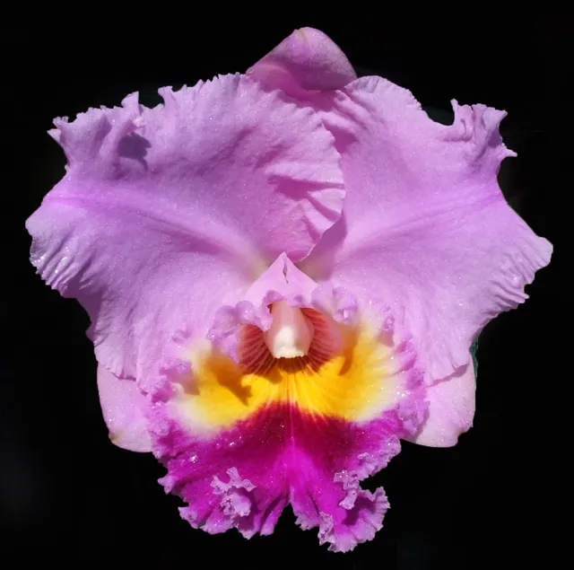 Brassolaeliocattleya Dream Trader 'Roxanne' (Brassolaeliocattleya)