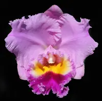 Blc. Dream Trader 'Roxanne' - Copy