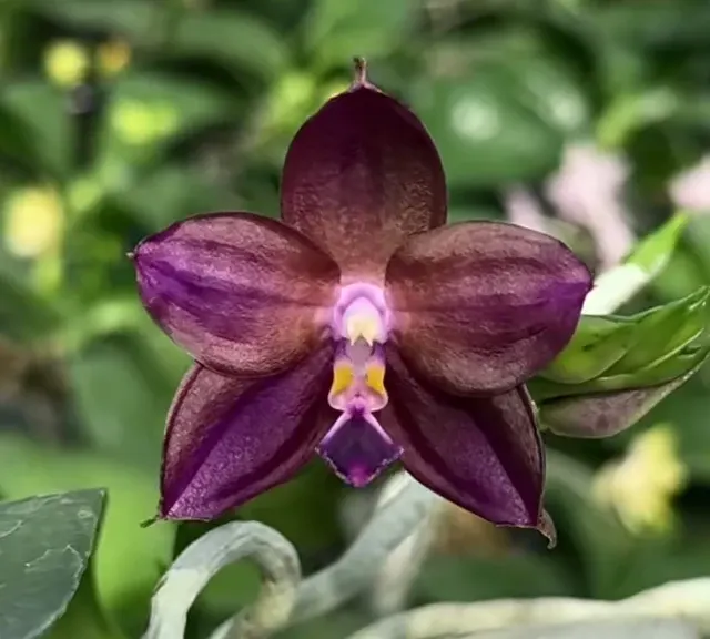 Phalaenopsis Mituo Purple Dragon 'Qilin'
