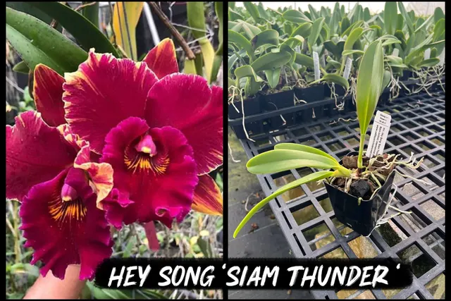 Rhyncholaeliocattleya Hey Song 'Siam Thunder' (Rhyncholaeliocattleya)