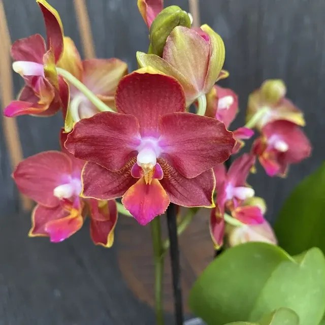 Phalaenopsis Yushan Cumdate Parfumat