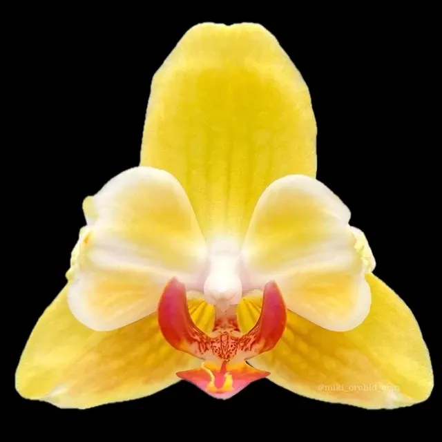Phalaenopsis Fuller's Sunset '646'