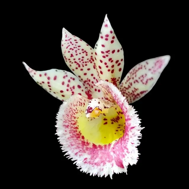Catasandra Jumbo Express BM/TOGA 'Golden Elf'