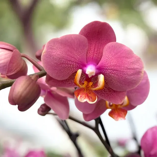 Phalaenopsis Hanni