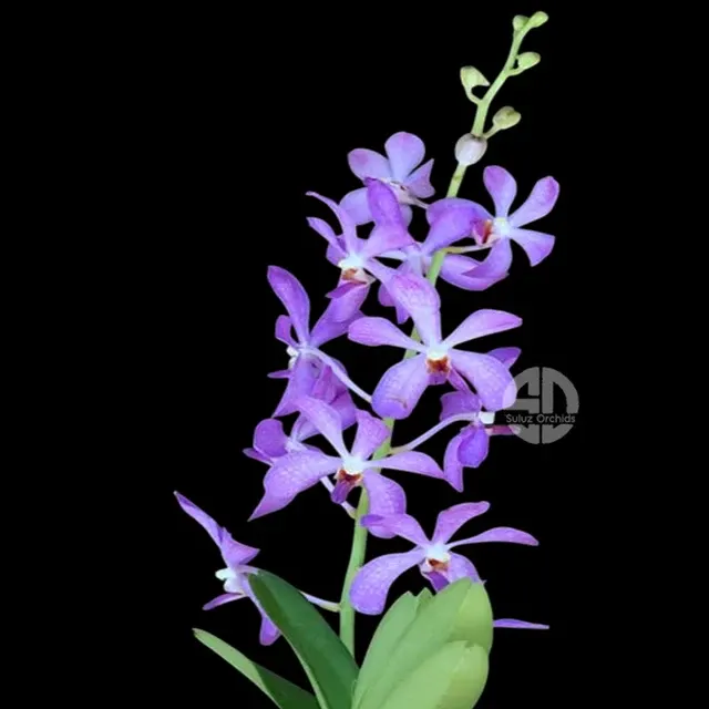 Mokara Nora Blue (Mokara)