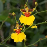 Seedling Orchid Oncidium Oncidesa Gower Ramsey 'TOW' Dancing Lady Orchid Live PLant Orchid