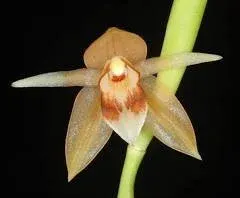 Coelogyne rubrolanata (Coelogyne)
