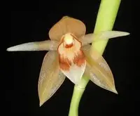 Coelogyne rubrolanata