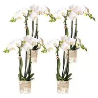 COMBI DEAL – 4 witte Amabilis orchideeën