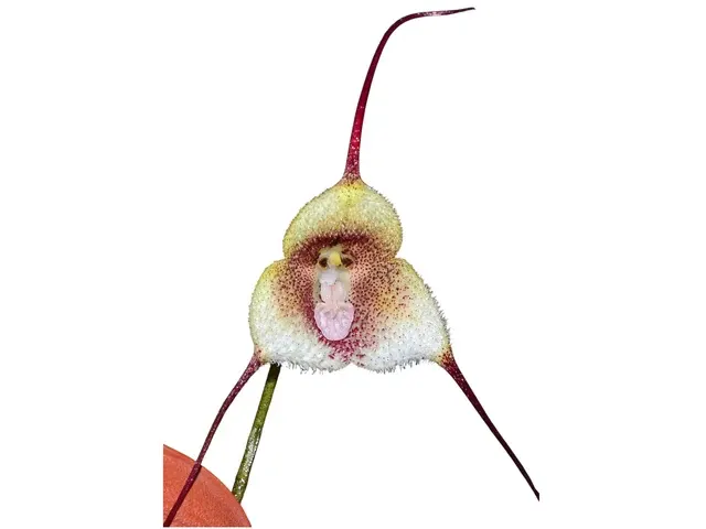 Dracula ruizii (Dracula)