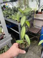 Vanilla planifolia – variegated