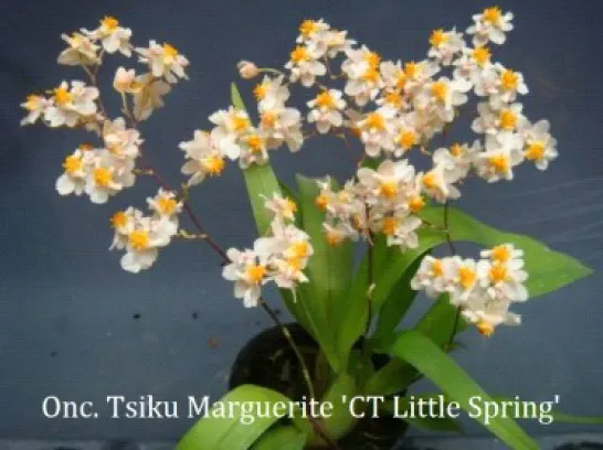 Oncidium Tsiku Marguerite 'CT Little Spring' (Oncidium)