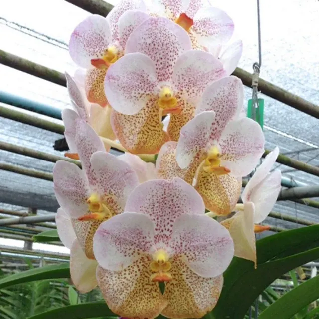 Vanda Boonyarit Diamond (Vanda)