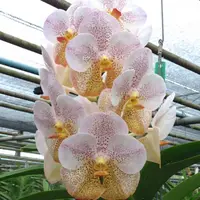 Vanda Orchid V.Boonyarit Diamond Mature - Ready To Flower