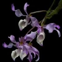 Dendrobium tortile sp.