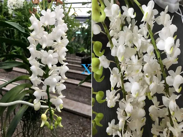 Aerides quinquevulnera 'Alba' x odorata 'Alba'