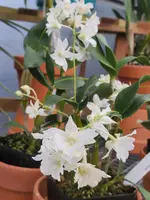 Dendrobium Mini Snowflake (4″ Plastic Pot)