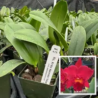 Rlc. Kristy Manmoto 'Volcano Red' (Starter- 2.75" Pot)