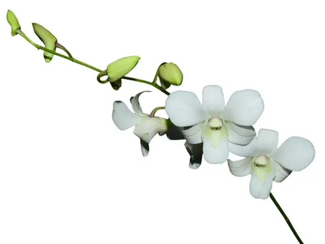 Dendrobium Allegra (Dendrobium)