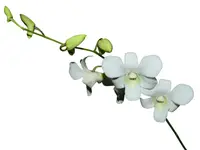 Dendrobium Allegra