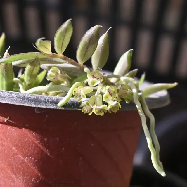 Gastrochilus setosus (Gastrochilus)