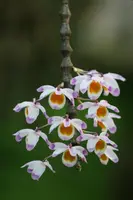 Dendrobium pendulum