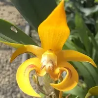 Bulbophyllum dearei × sib 2.5"