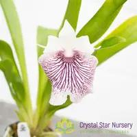 Cochleanthes Amazing — 2.5" Pot / Without Spike