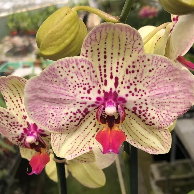 Phalaenopsis Pünktchen22