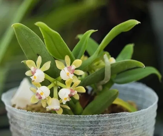 Gastrochilus yunnanensis (Gastrochilus)