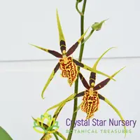 Banfieldara Gilded Tower 'Mystic Maze' (H975) — 2.5" Pot / Without Spike