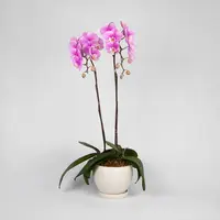 Pink Phalaenopsis Orchid (2 Stalks)
