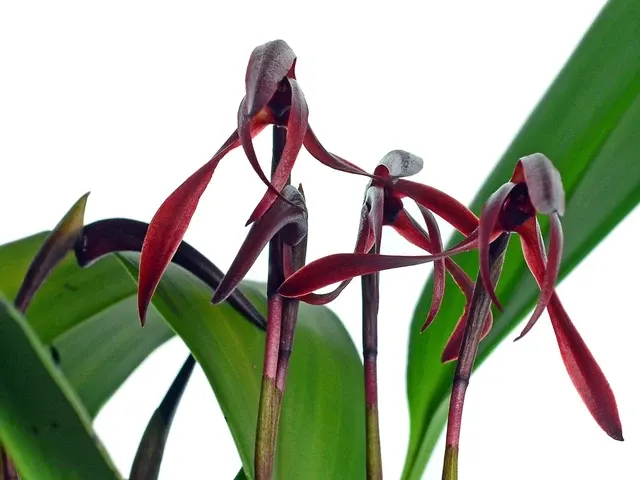 Maxillaria calantha (Maxillaria)
