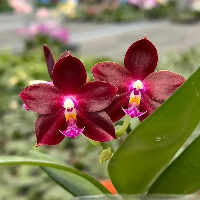 Phalaenopsis Yongli Red Agate 'YL-129' (Phalaenopsis)