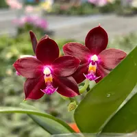YL-129 Phalaenopsis Yongli Red Agate 'YL129'