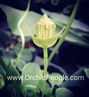 Pterostylis curta