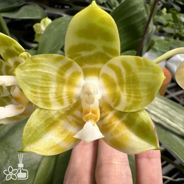 Phalaenopsis Mituo Reflex 'flava'