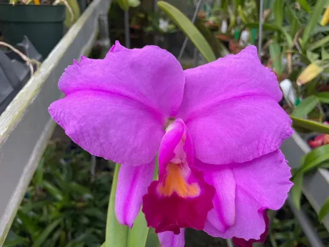 Cattleya trianaei 'Gimme Shelter'