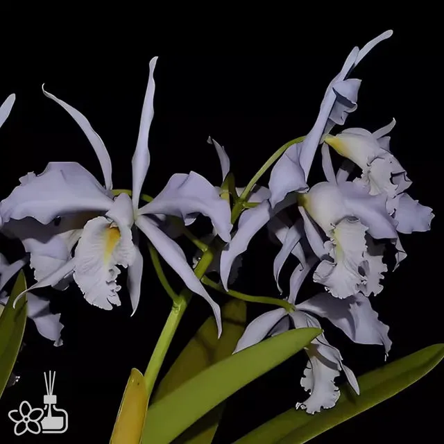 Cattleya maxima coerulea (Cattleya)