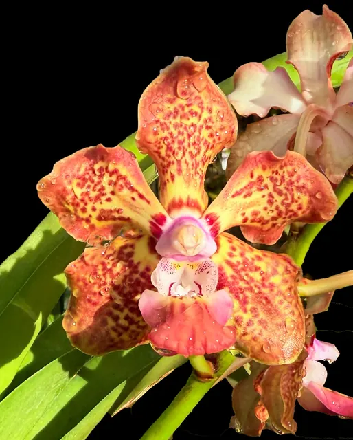 Vanda Christina Gupta (Vanda)