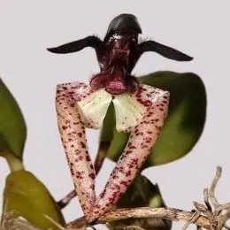 Bulbophyllum lasiochilum sp