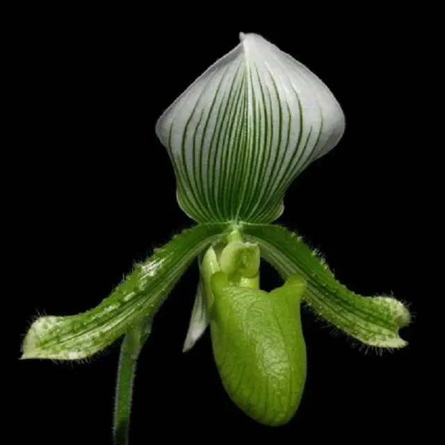 Paphiopedilum Maudiae Napa Valley X Paph. Vert - BS (Paphiopedilum)