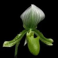 Paph. Maudiae Napa Valley X Paph. Vert - BS