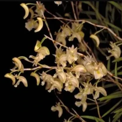 Dendrobium acerosum sp (Dendrobium)