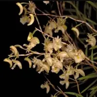 Dendrobium acerosum sp.
