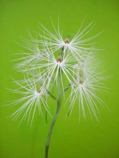 Habenaria myriotricha