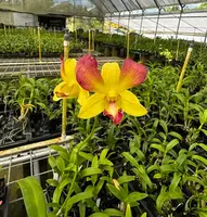 Dendrobium Honey Orchid Comes in 4" Pot