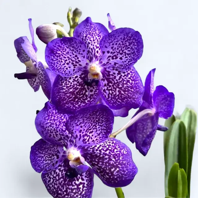 Vanda Violet Blue Spot 'Ansu'